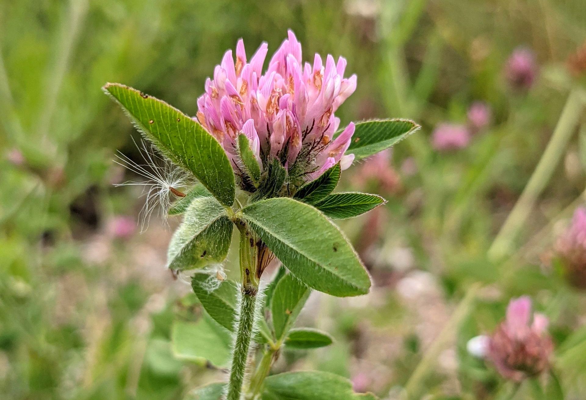 A Healing Herb (Red Clover) by Sue Cartwright, Spiral Leaf