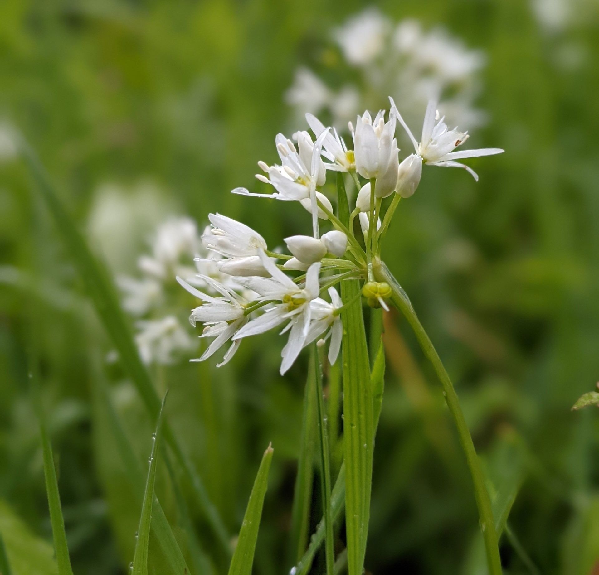 A Healing Herb (Wild Garlic) by Sue Cartwright, Spiral Leaf A Healing Herb (Wild Garlic) by Sue Cartwright, Spiral Leaf