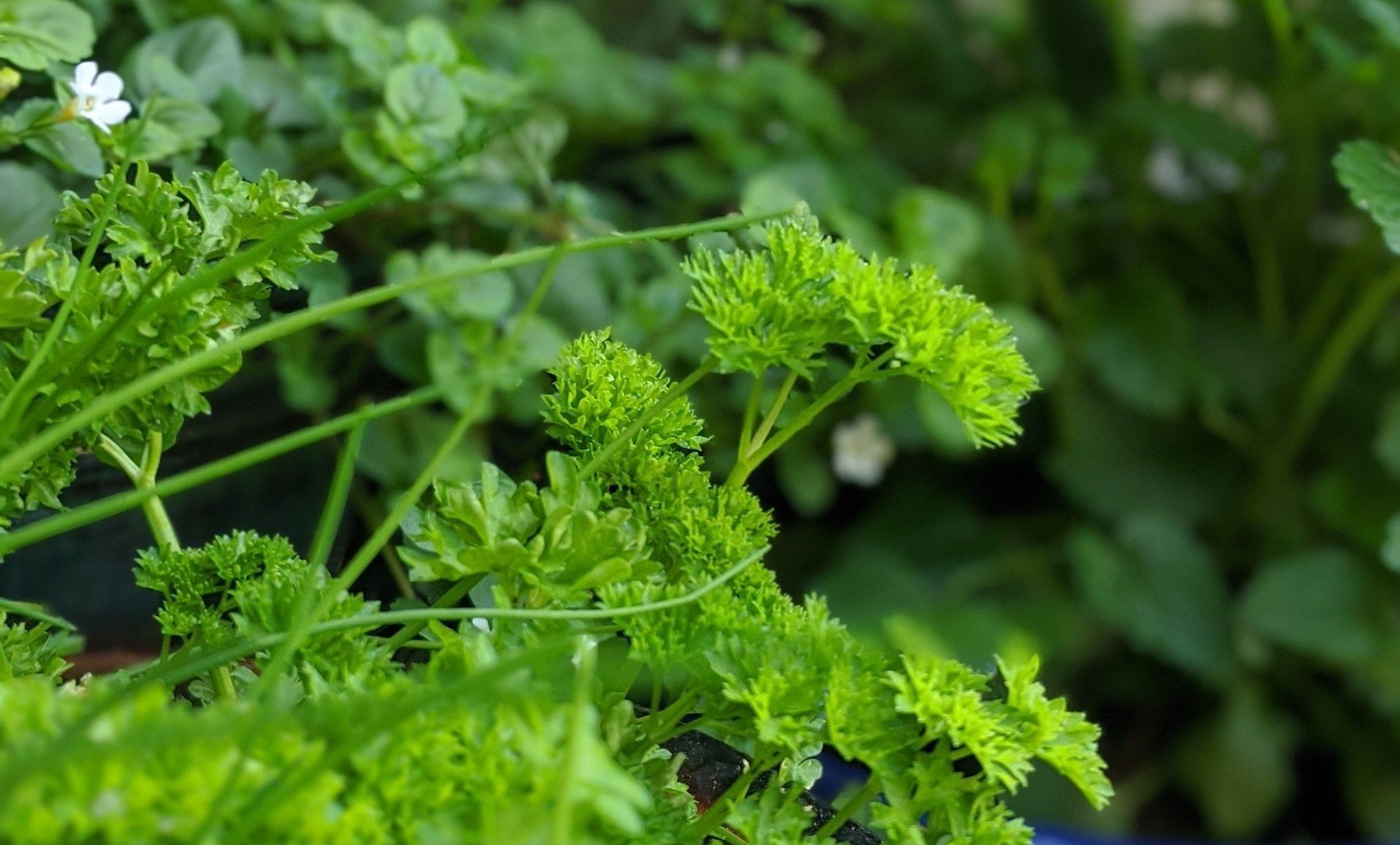 A Healing Herbs Directory by Sue Cartwright, Spiral Leaf