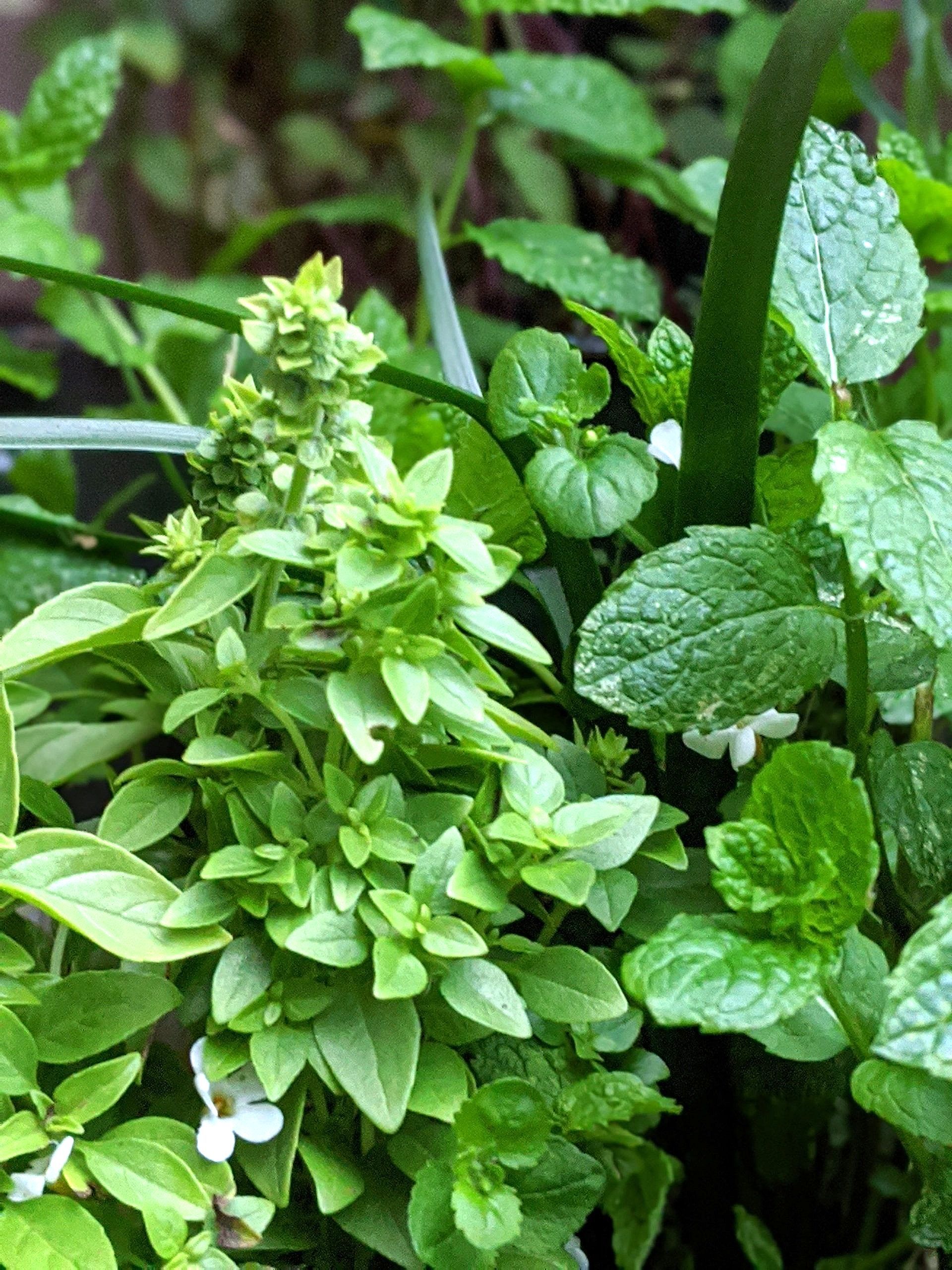 Herbs Gallery - Photograph by Sue Cartwright, Spiral Leaf
