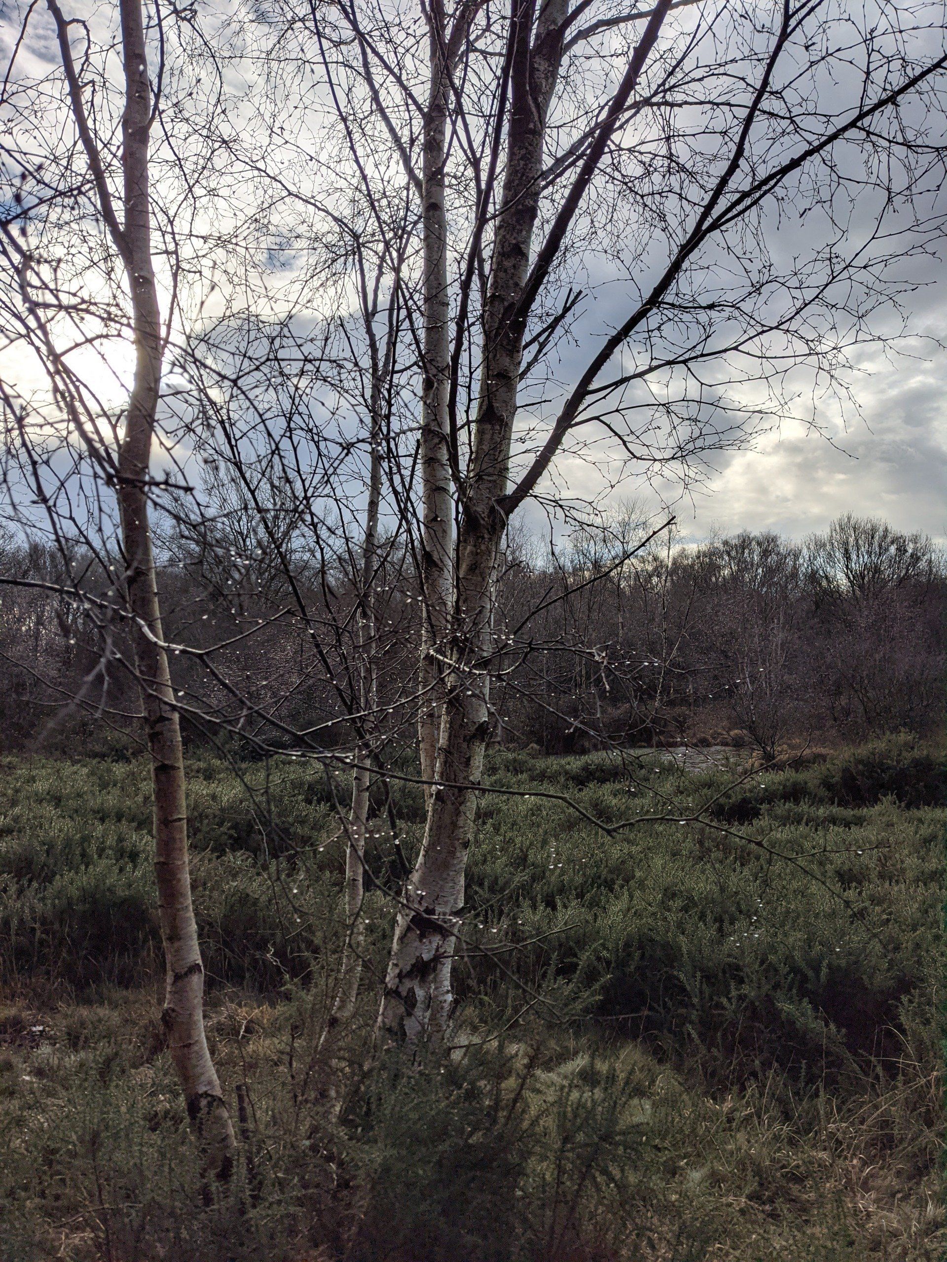Healthland Gallery - Photograph by Sue Cartwright, Spiral Leaf