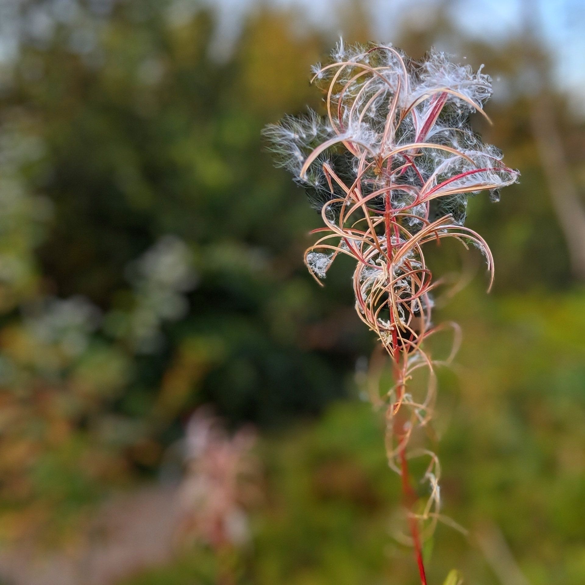 Beauty in Sadness by Sue Cartwright, Spiral Leaf