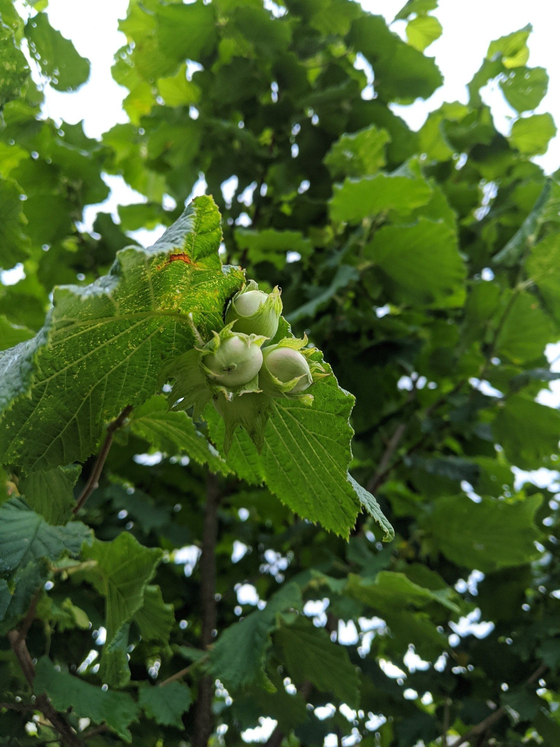 New Strawberry Moon in Taurus by Sue Cartwright, Spiral Leaf