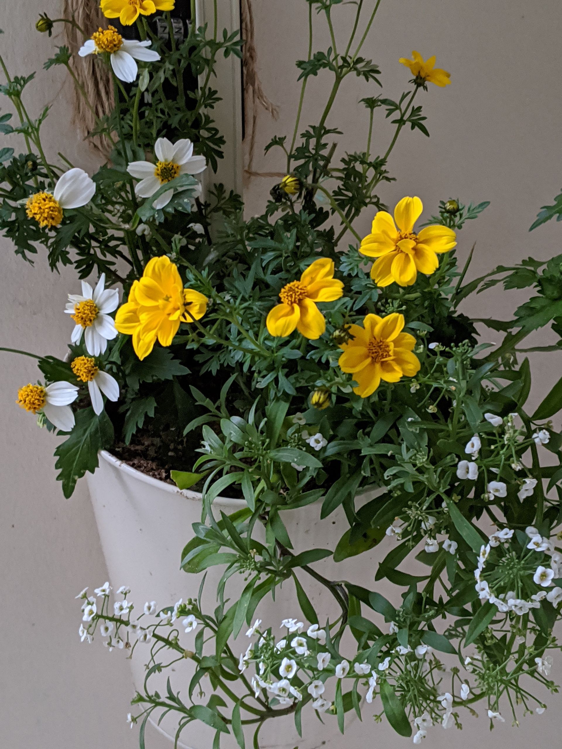 Sacred Space Gallery - Photographs by Sue Cartwright, Spiral Leaf