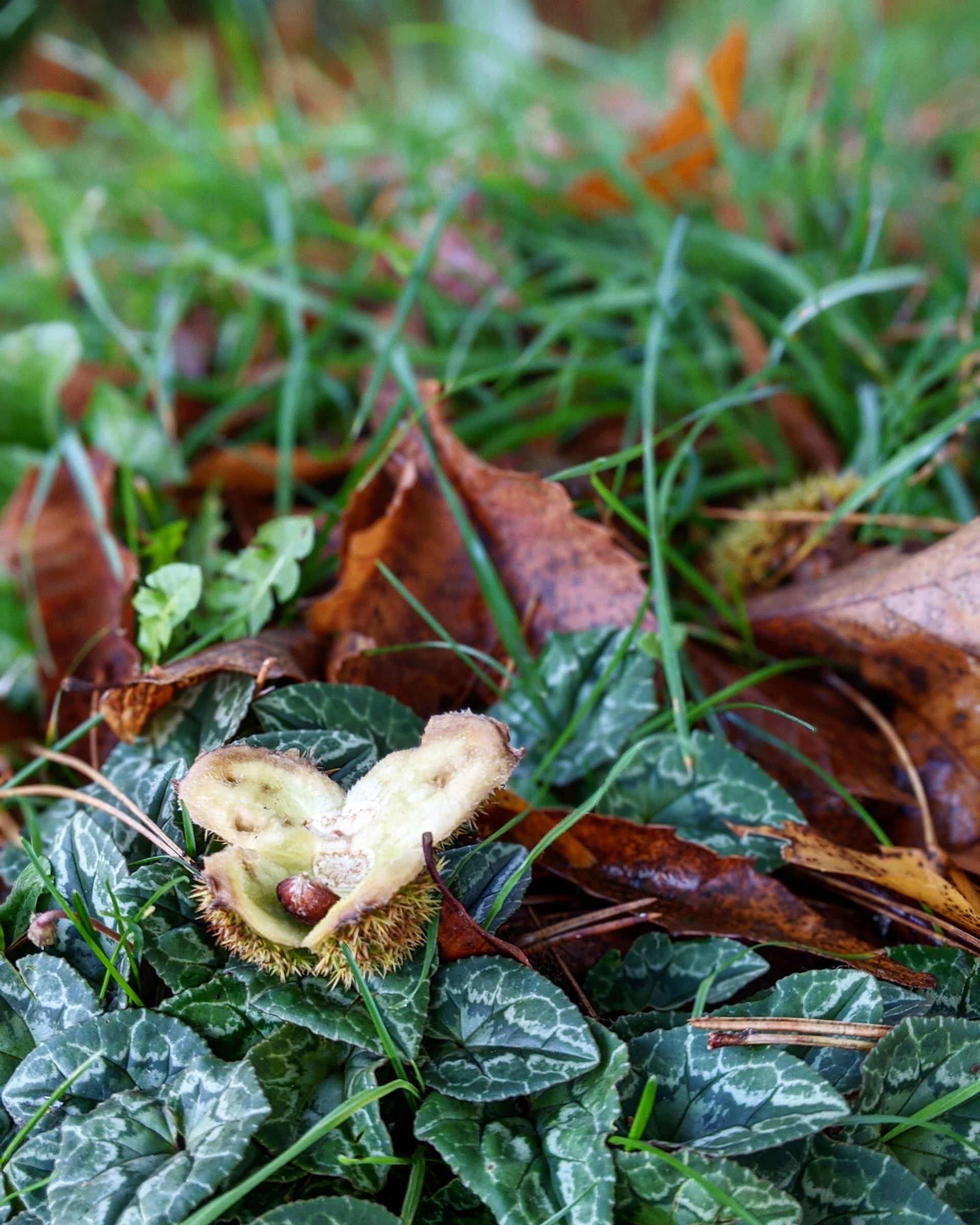 Wild Fruits Gallery - Photograph by Sue Cartwright, Spiral Leaf