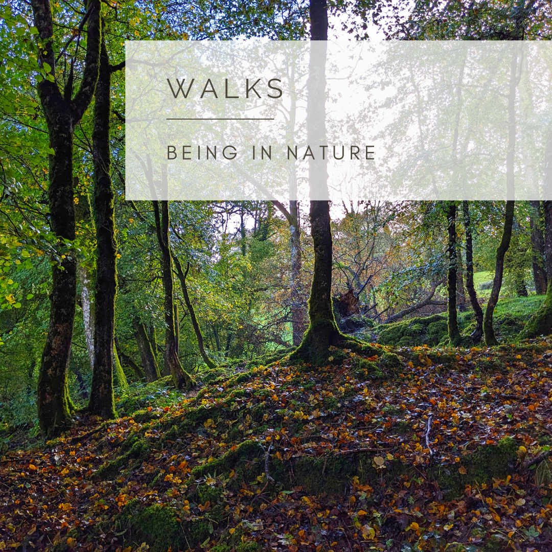 In The Woods - Poem and Video  by Sue Cartwright, Spiral Leaf