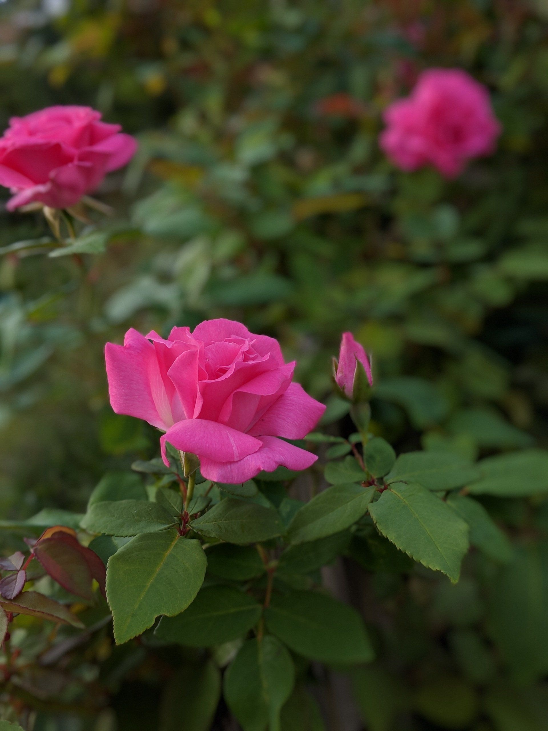 A Rose's Bloom by Sue Cartwright, Spiral Leaf