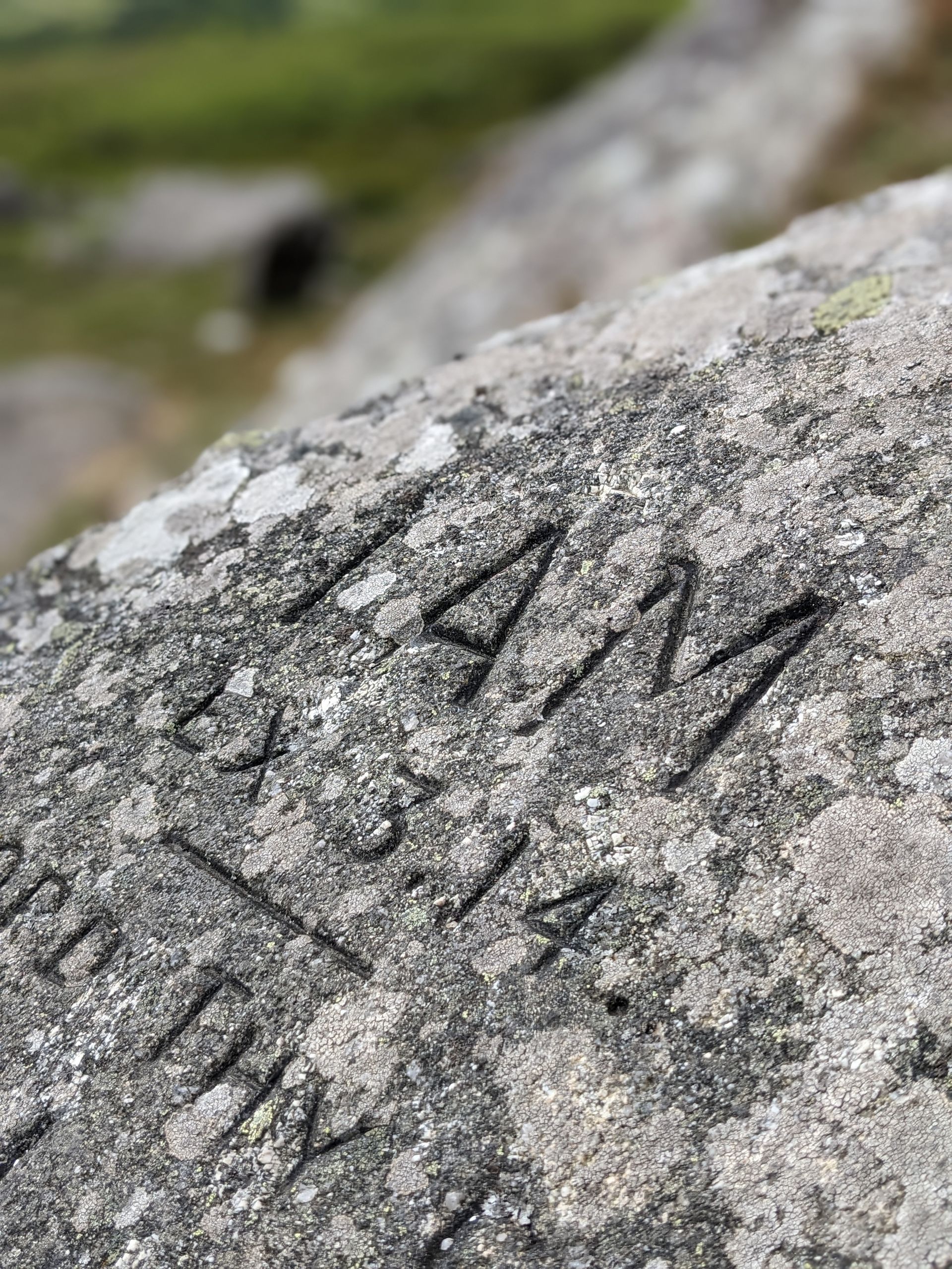 Lichen for Life Gallery - Photograph by Sue Cartwright, Spiral Leaf