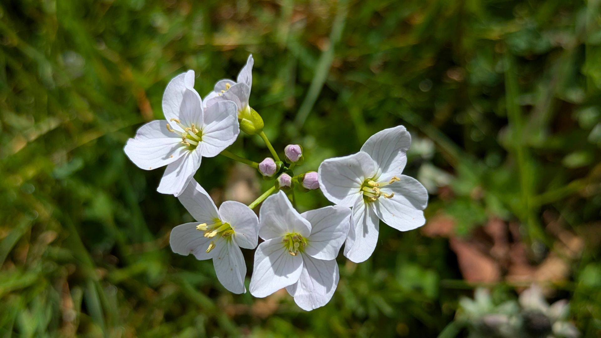 Wildflowers Gallery - Photograph by Sue Cartwright, Spiral Leaf
