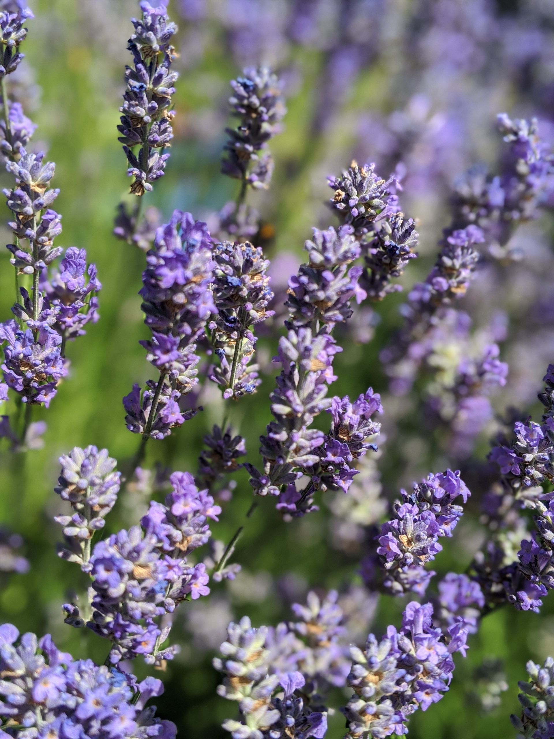A post about the wonders of Lavender known for its heady scent and calming effect as a healing oil