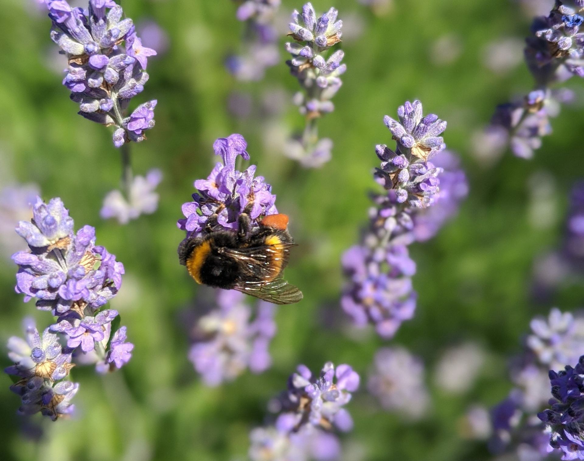 A Healing Herb (Lavender) by Sue Cartwright, Spiral Leaf