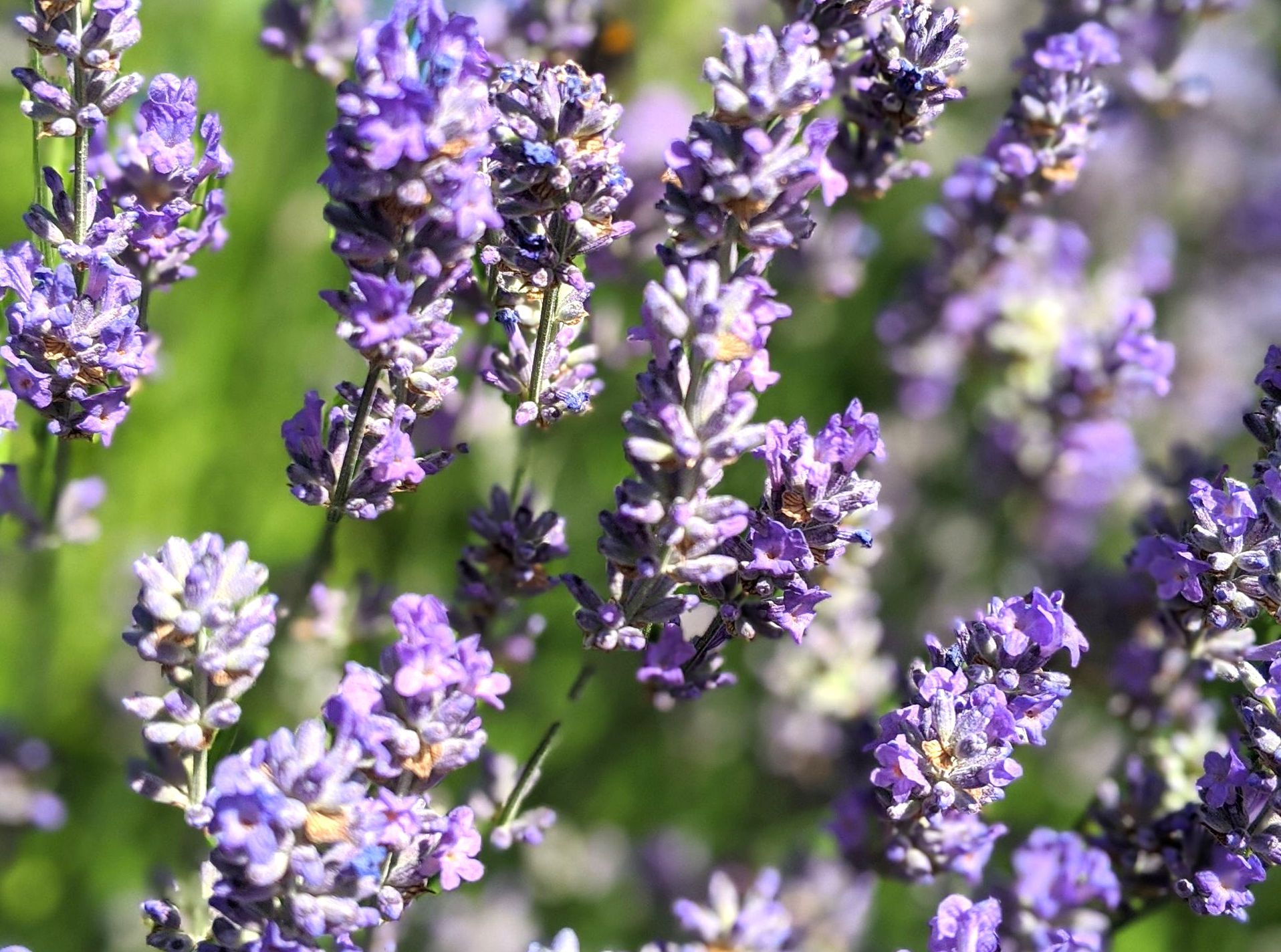 A Healing Herb (Lavender) by Sue Cartwright, Spiral Leaf
