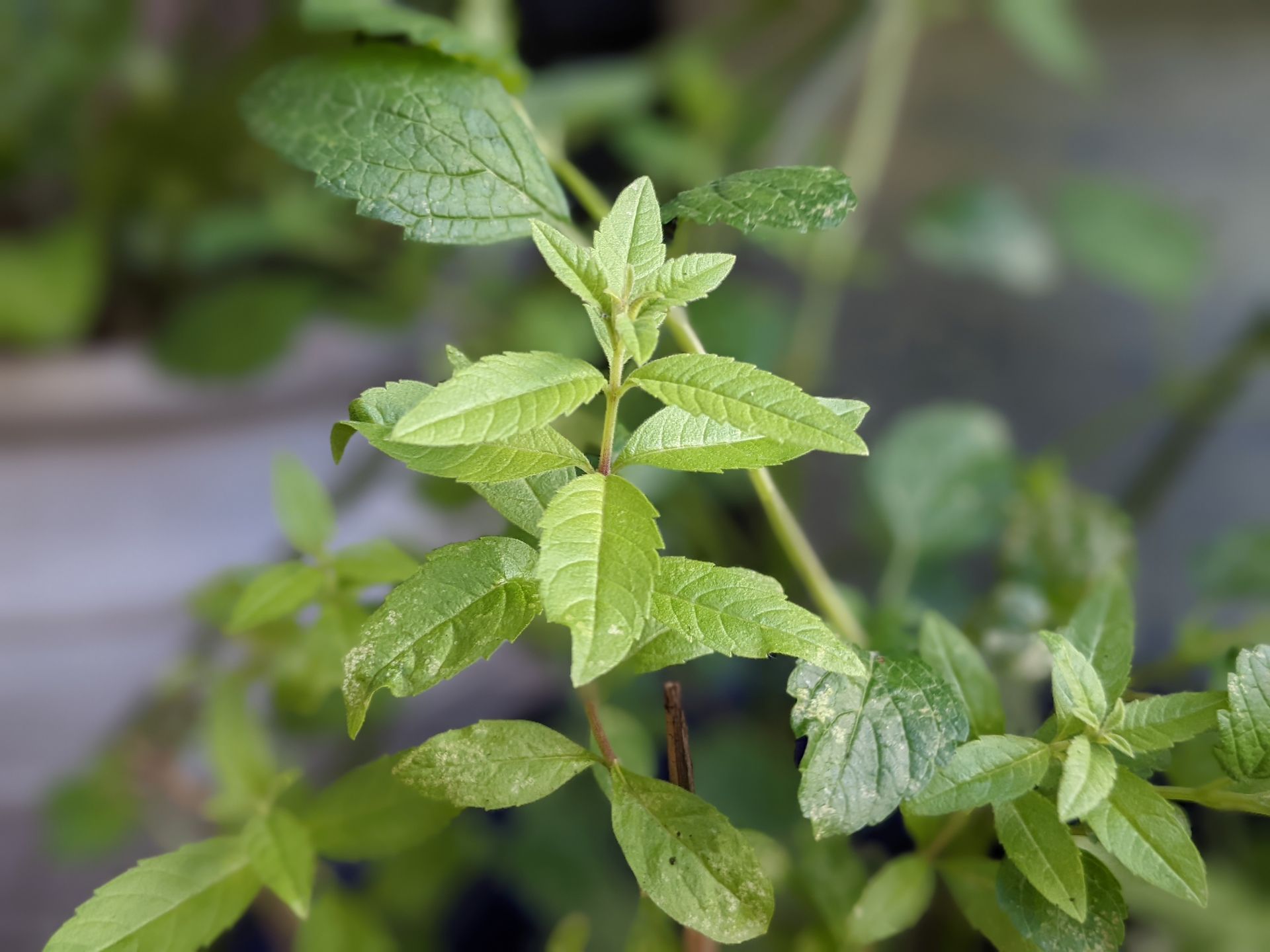 A Healing Herb (Lemon Verbena) by Sue Cartwright, Spiral Lef