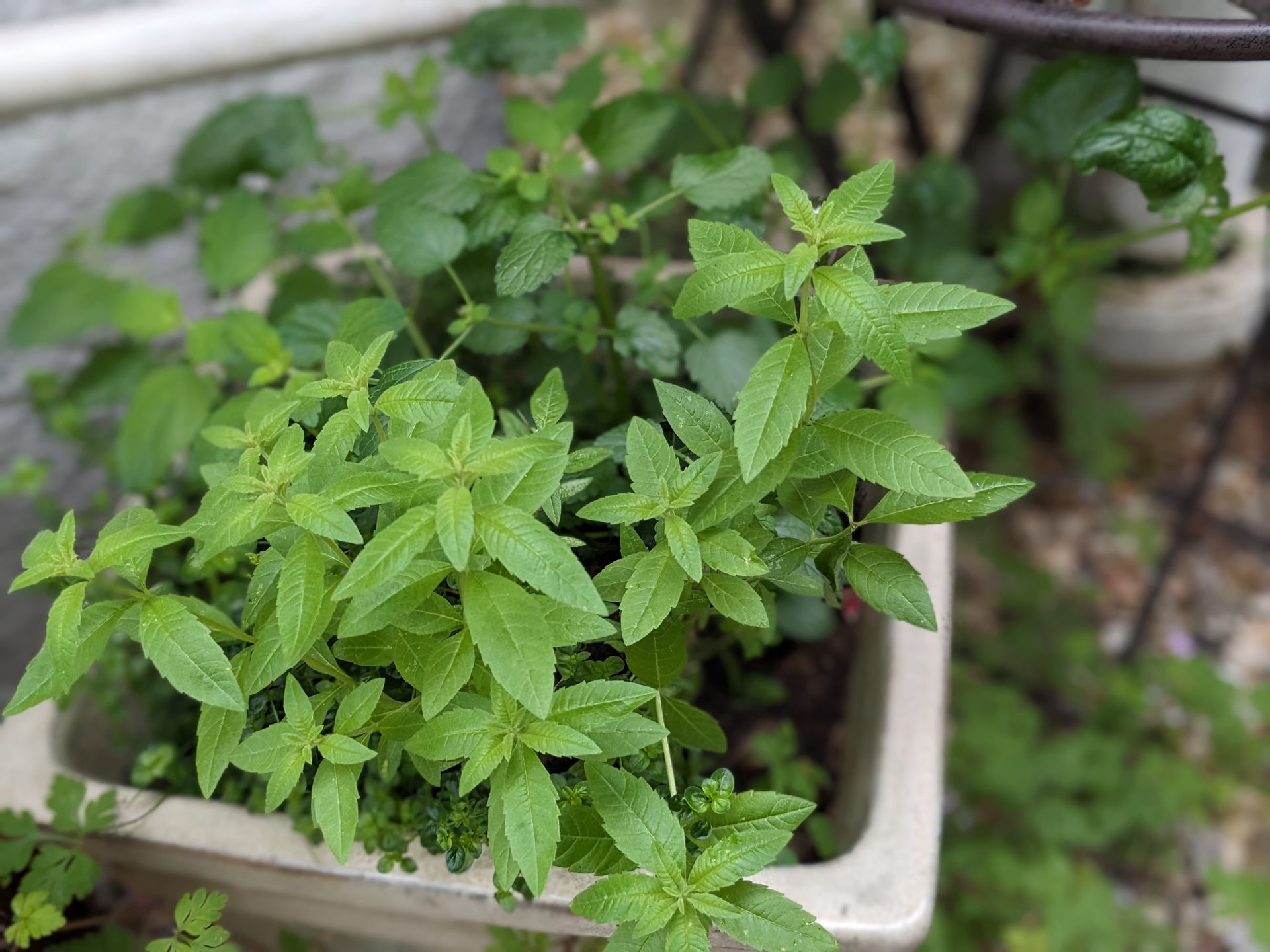 A Healing Herb (Lemon Verbena) by Sue Cartwright, Spiral Leaf