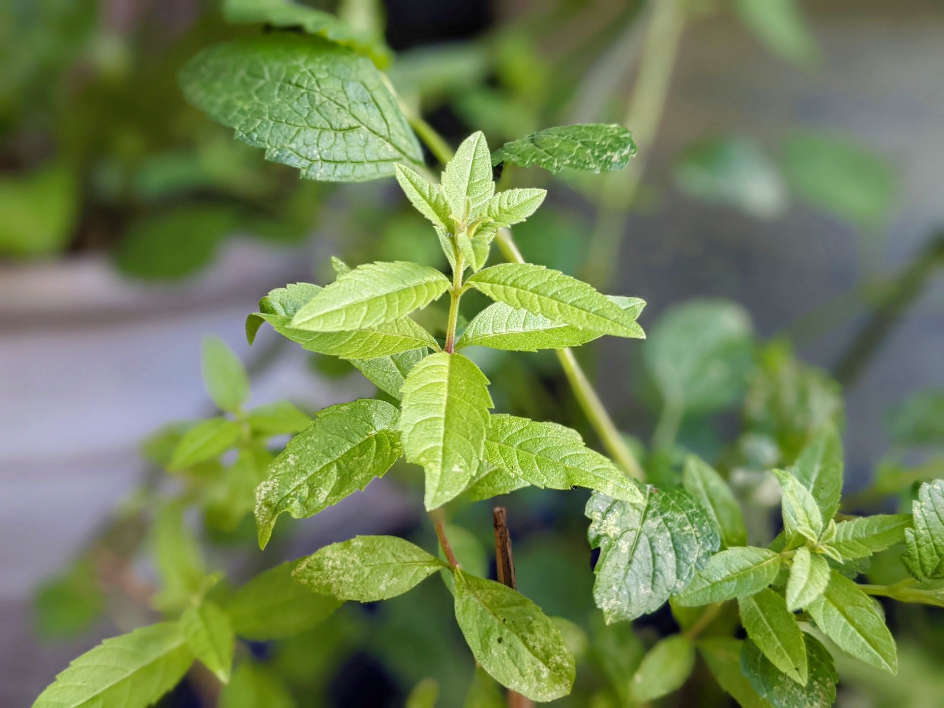 Herbs Gallery - Photograph by Sue Cartwright, Spiral Leaf