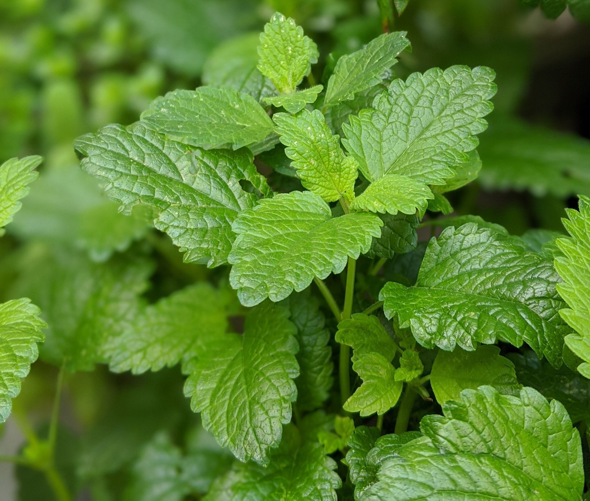 A Healing Herb (Lemon Balm) by Sue Cartwright, Spiral Leaf