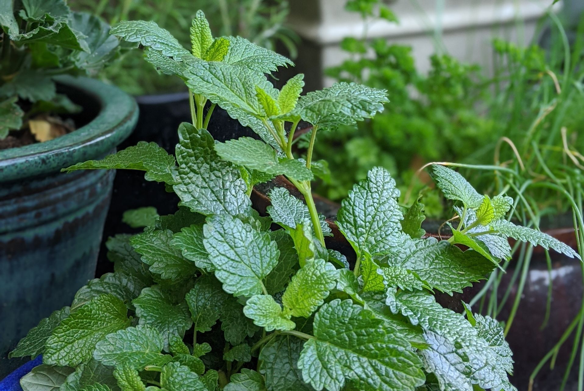 A Healing Herb (Lemon Balm) by Sue Cartwright, Spiral Leaf