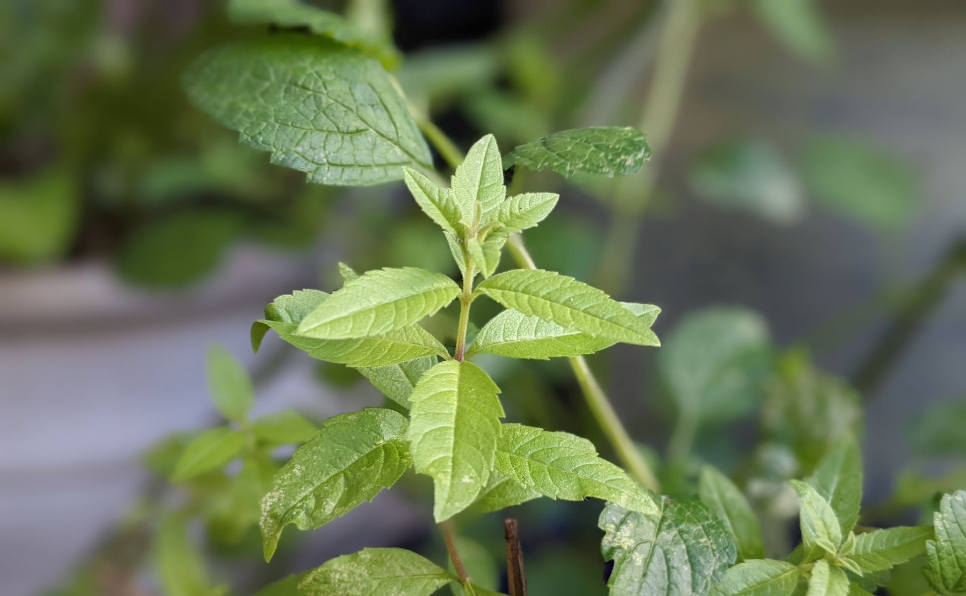A Healing Herb (Lemon Verbena) - Photograph by Sue Cartwright, Spiral Leaf