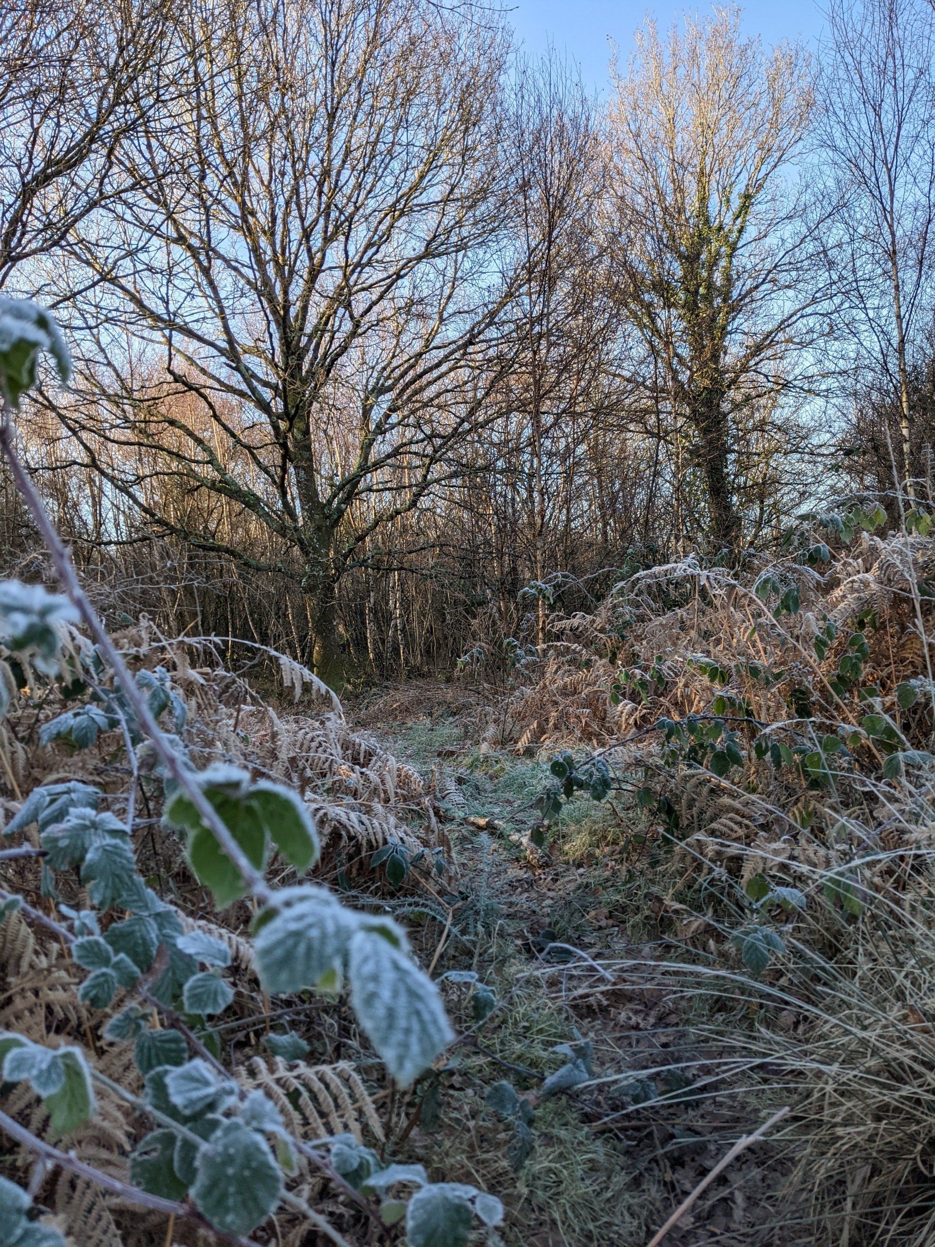 Healthland Gallery - Photograph by Sue Cartwright, Spiral Leaf