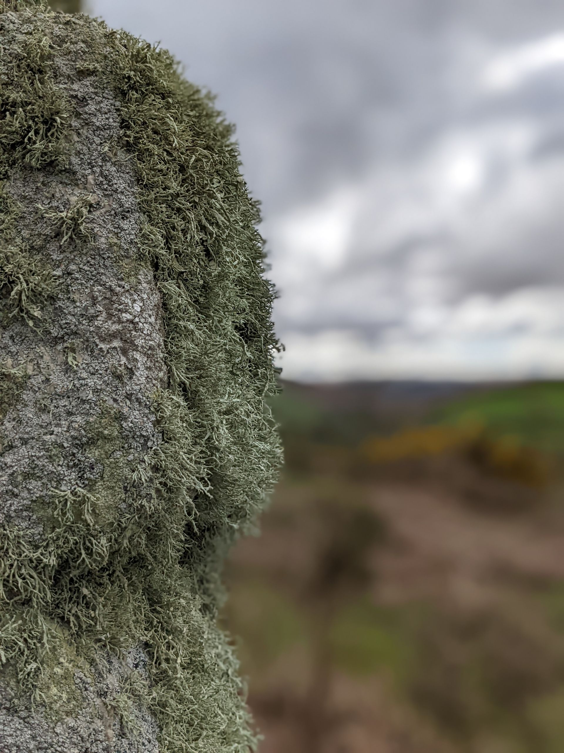 Lichen for Life Gallery - Photograph by Sue Cartwright, Spiral Leaf