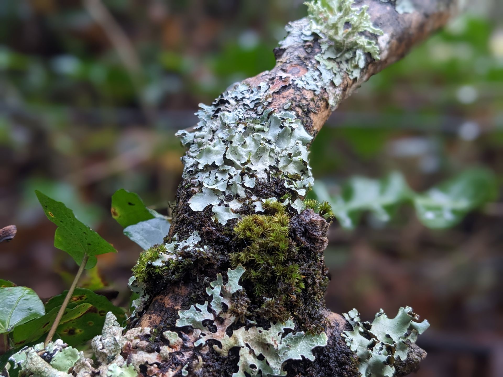 Lichen for Life by Sue Cartwright, Spiral Leaf