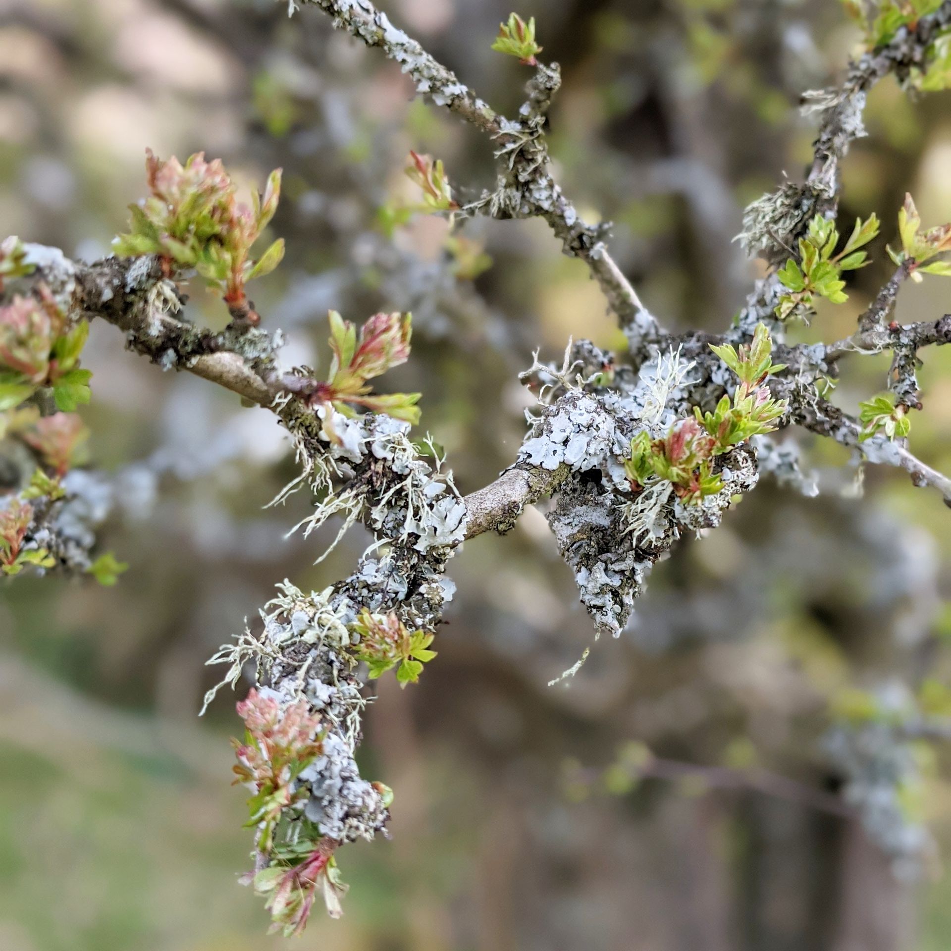 Lichen for Life Gallery by Sue Cartwright, Spiral Leaf