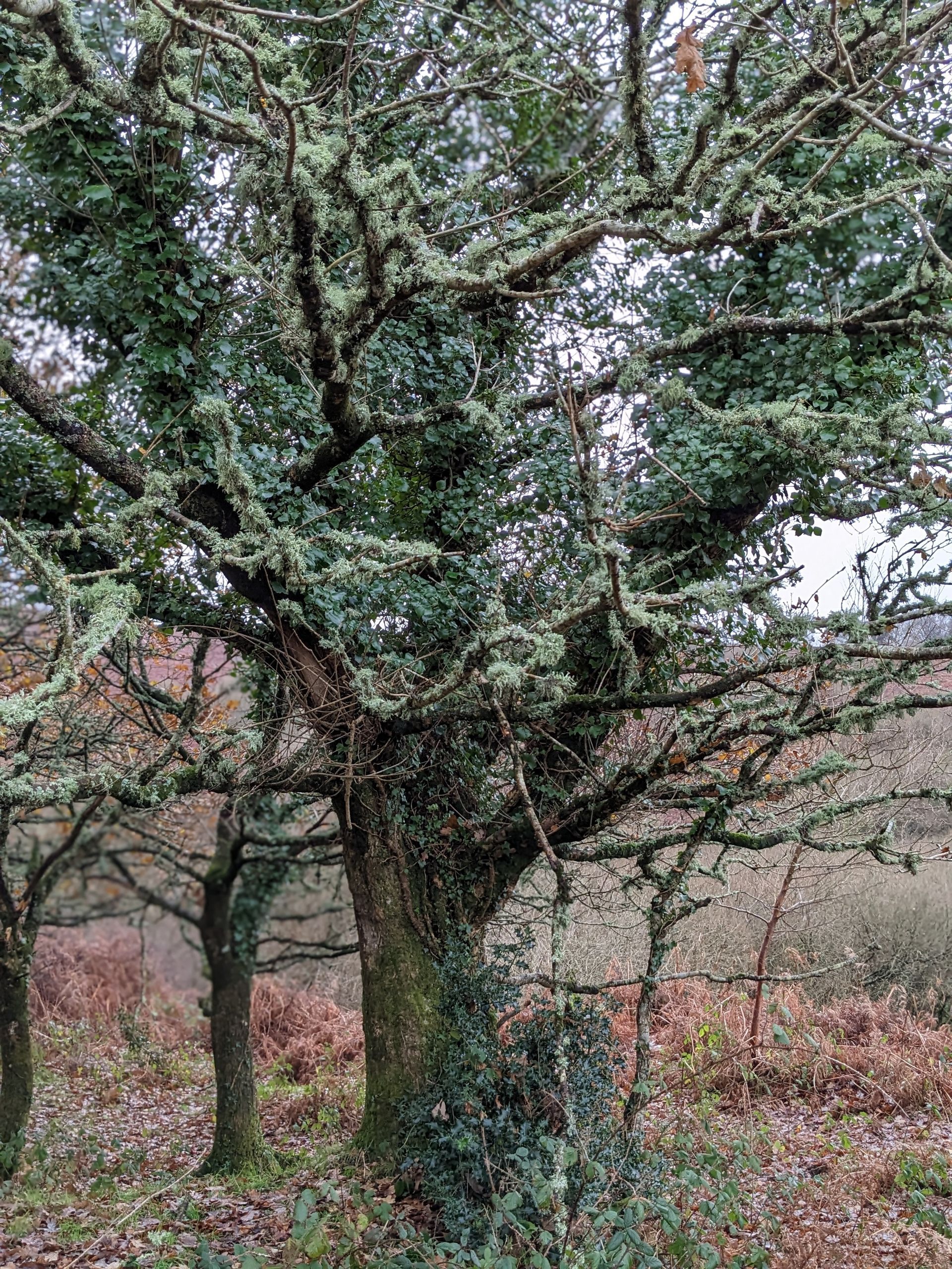 Lichen for Life Gallery - Photograph by Sue Cartwright, Spiral Leaf