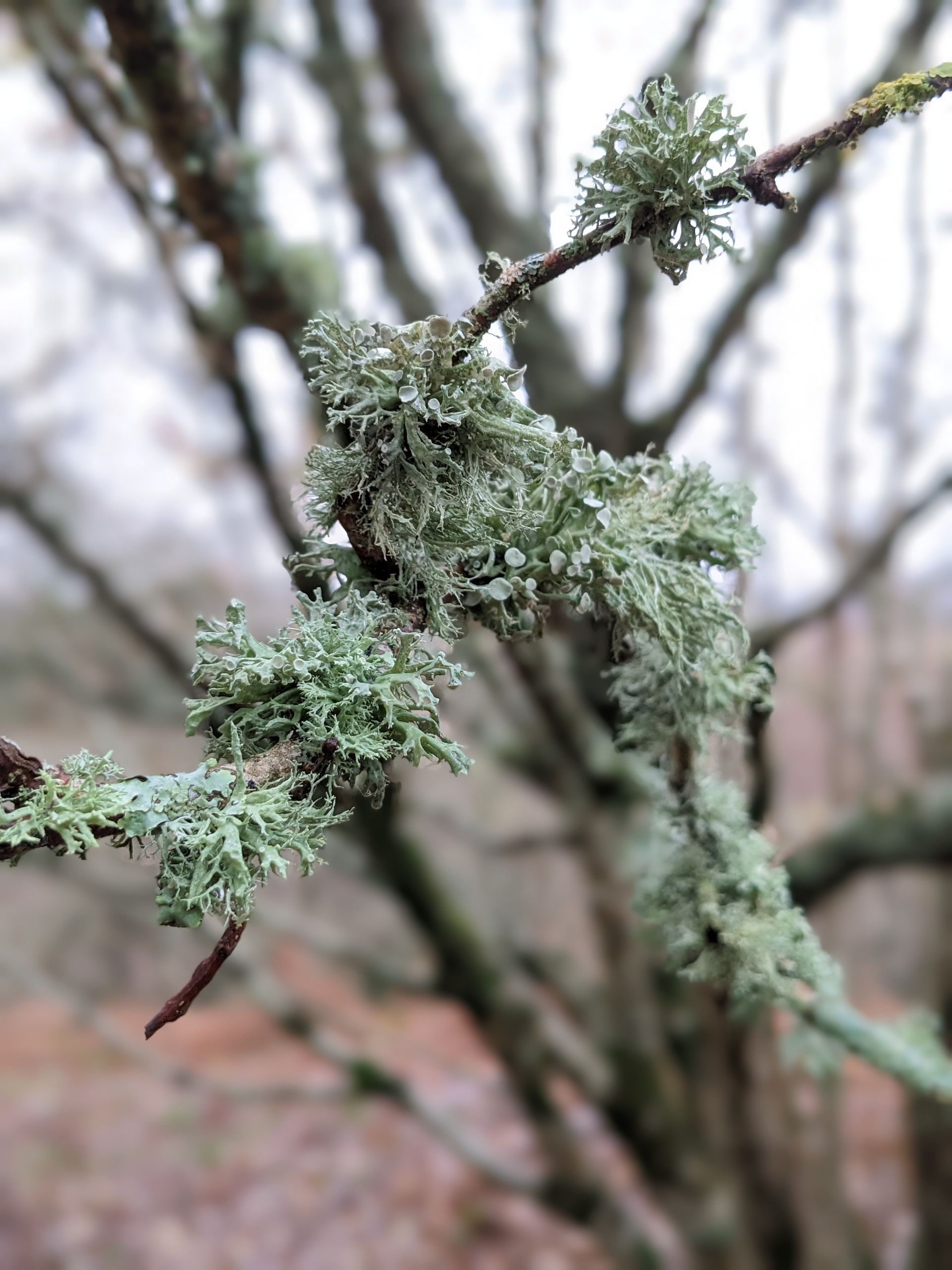 Lichen for Life Gallery - Photograph by Sue Cartwright, Spiral Leaf