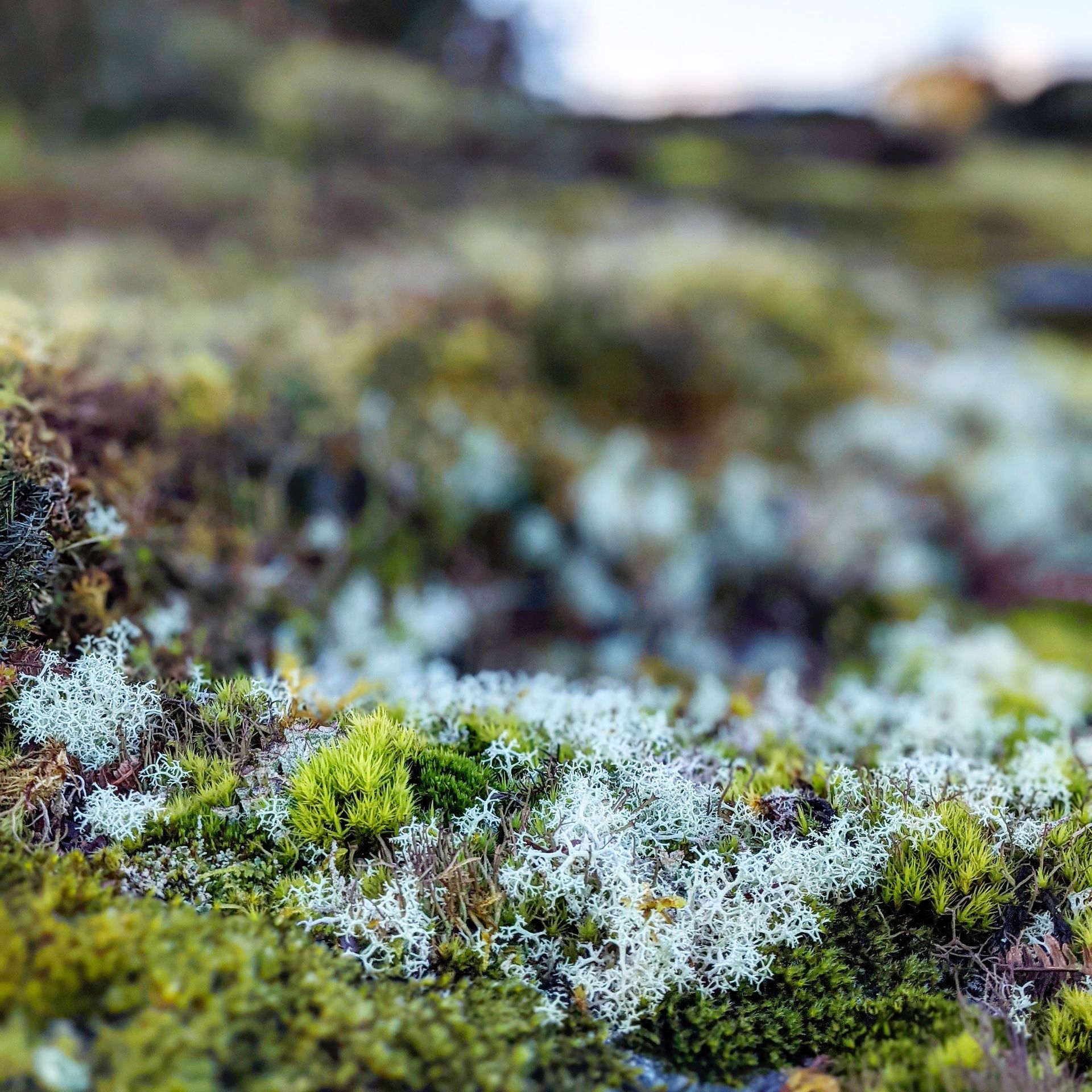 Lichen for Life Gallery - Photograph by Sue Cartwright, Spiral Leaf