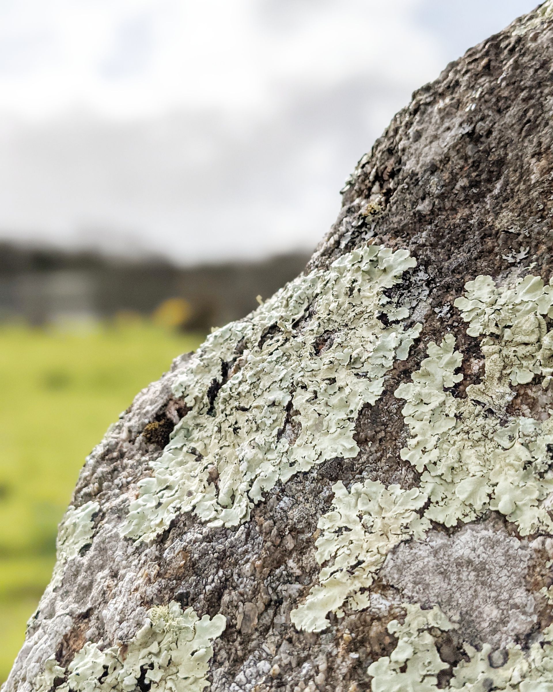 Lichen for Life Gallery - Photograph by Sue Cartwright, Spiral Leaf