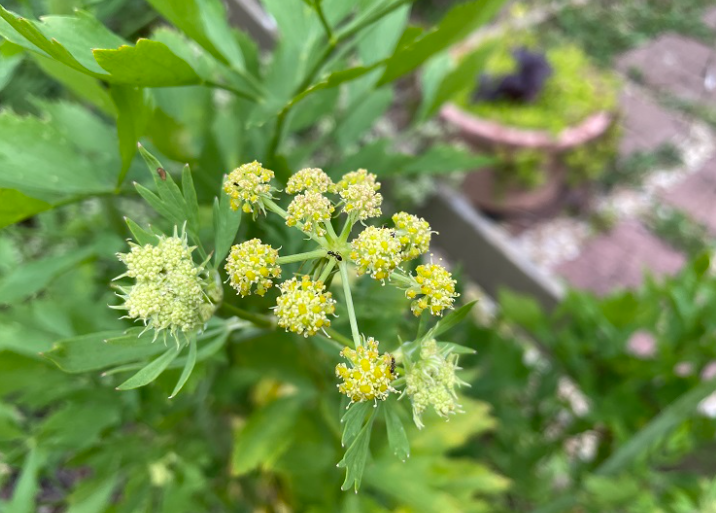 A Healing Herb (Lovage) by Sue Cartwright, Spiral Leaf