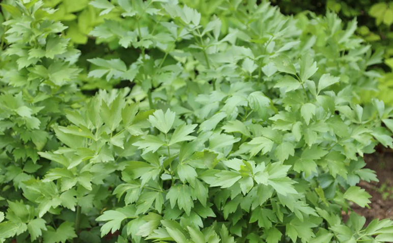 A Healing Herb (Lovage) by Sue Cartwright, Spiral Leaf