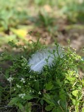 Spiral Leaf - A website dedicated to Nature, Natural Health and Spiritual Growth