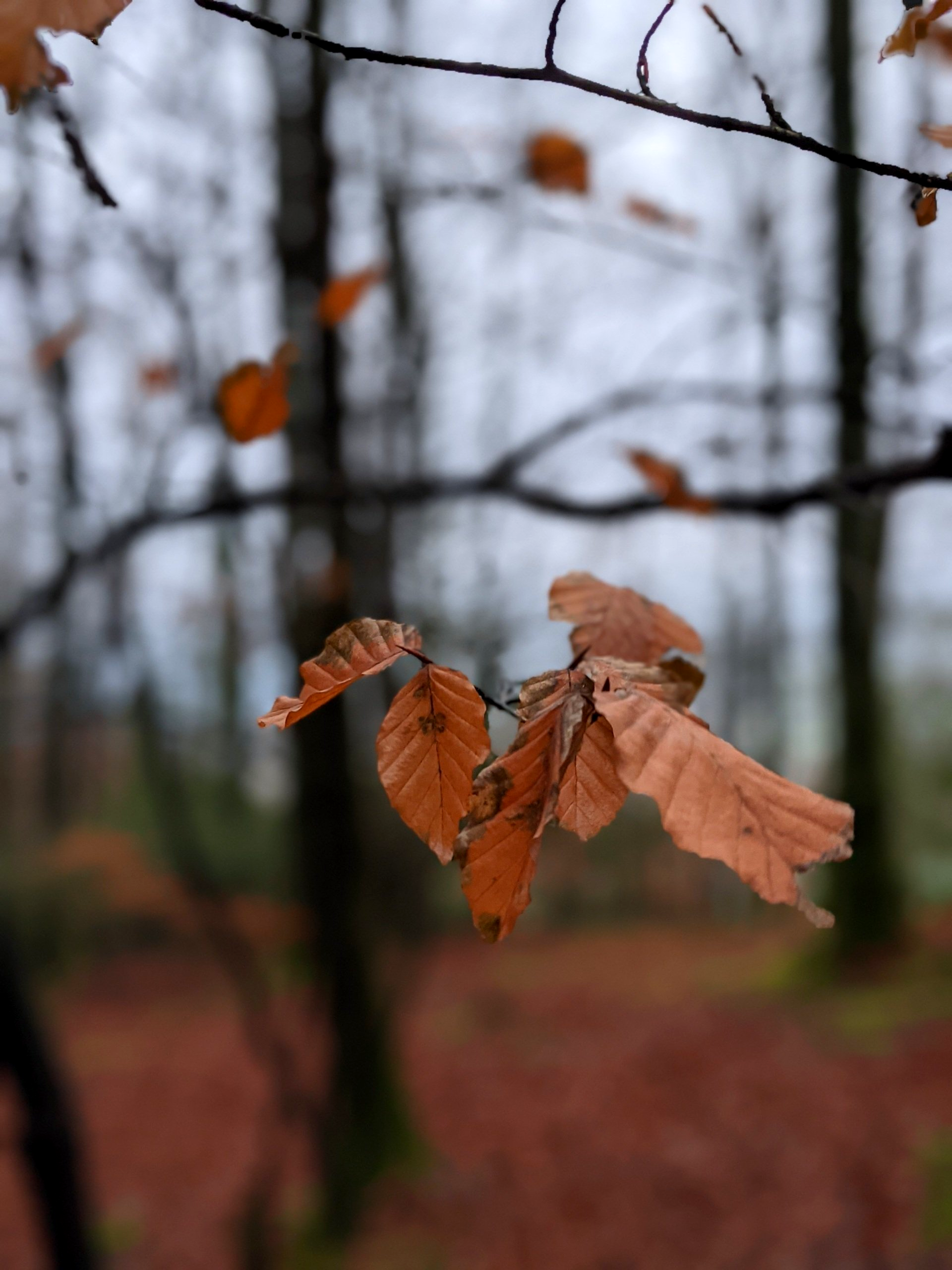 Leaves Gallery - Photograph by Sue Cartwright, Spiral Leaf