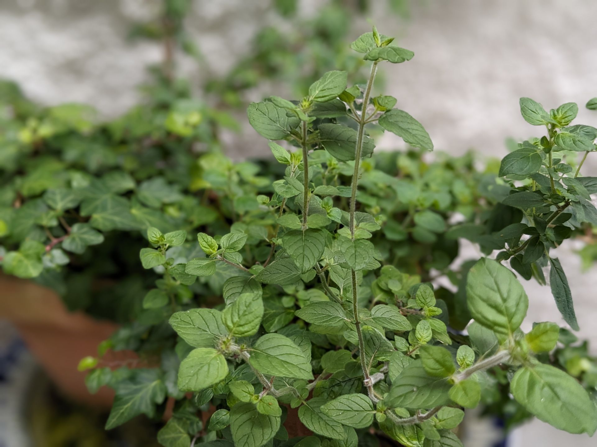 A Healing Herb (Marjoram) by Sue Cartwright, Spiral Leaf A Healing Herb (Marjoram) by Sue Cartwright, Spiral Leaf