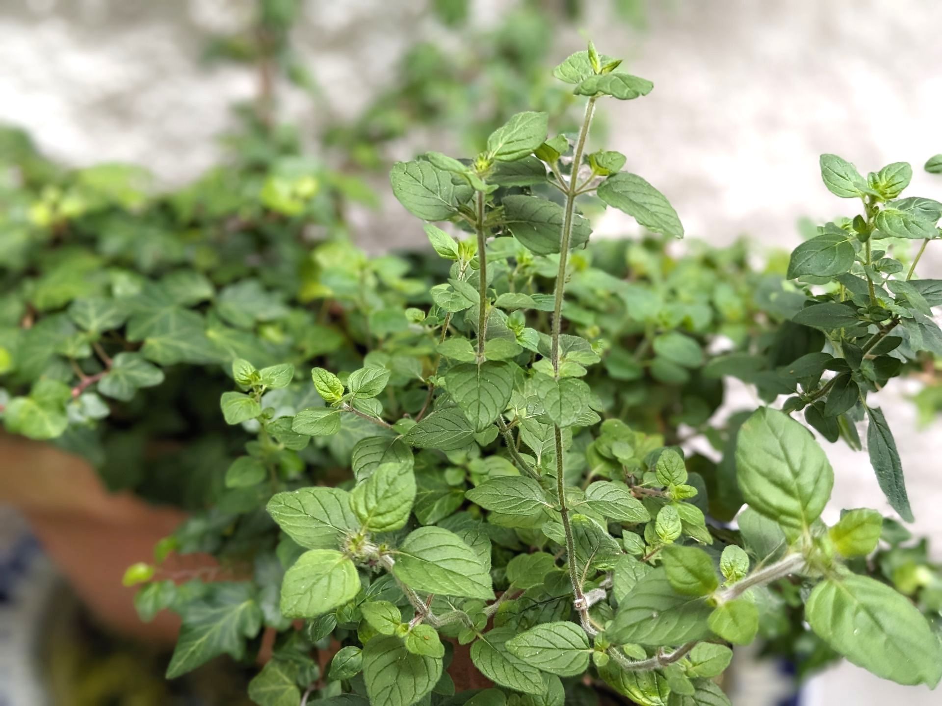 A Healing Herb (Marjoram) by Sue Cartwright, SpiraL Leaf