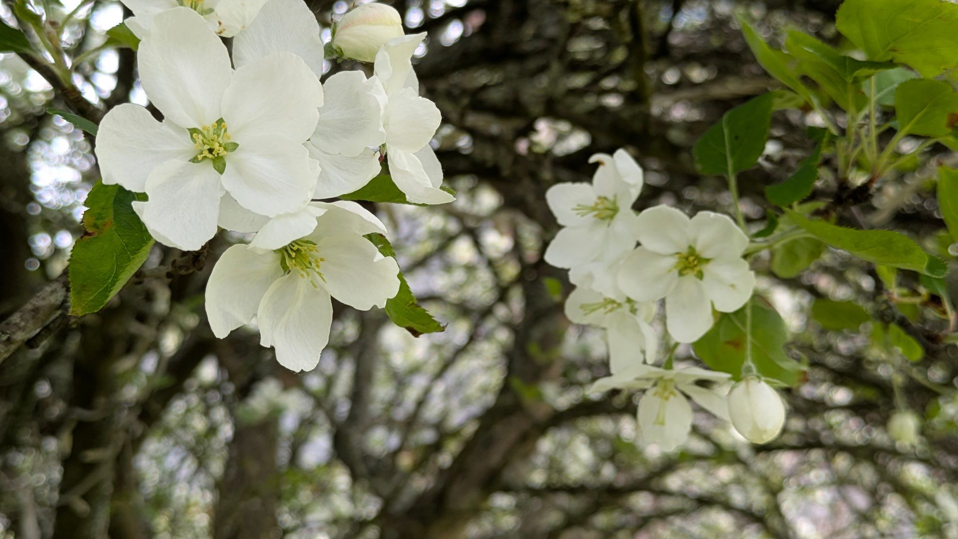 A posts with ideas for things to do in Nature in May