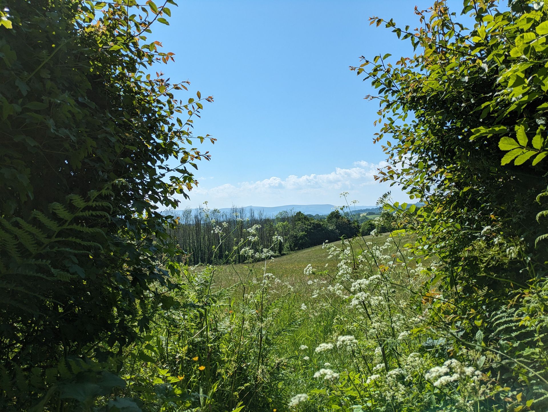 Wildflower Meadow Gallery - Photograph by Sue Cartwright, Spiral Leaf