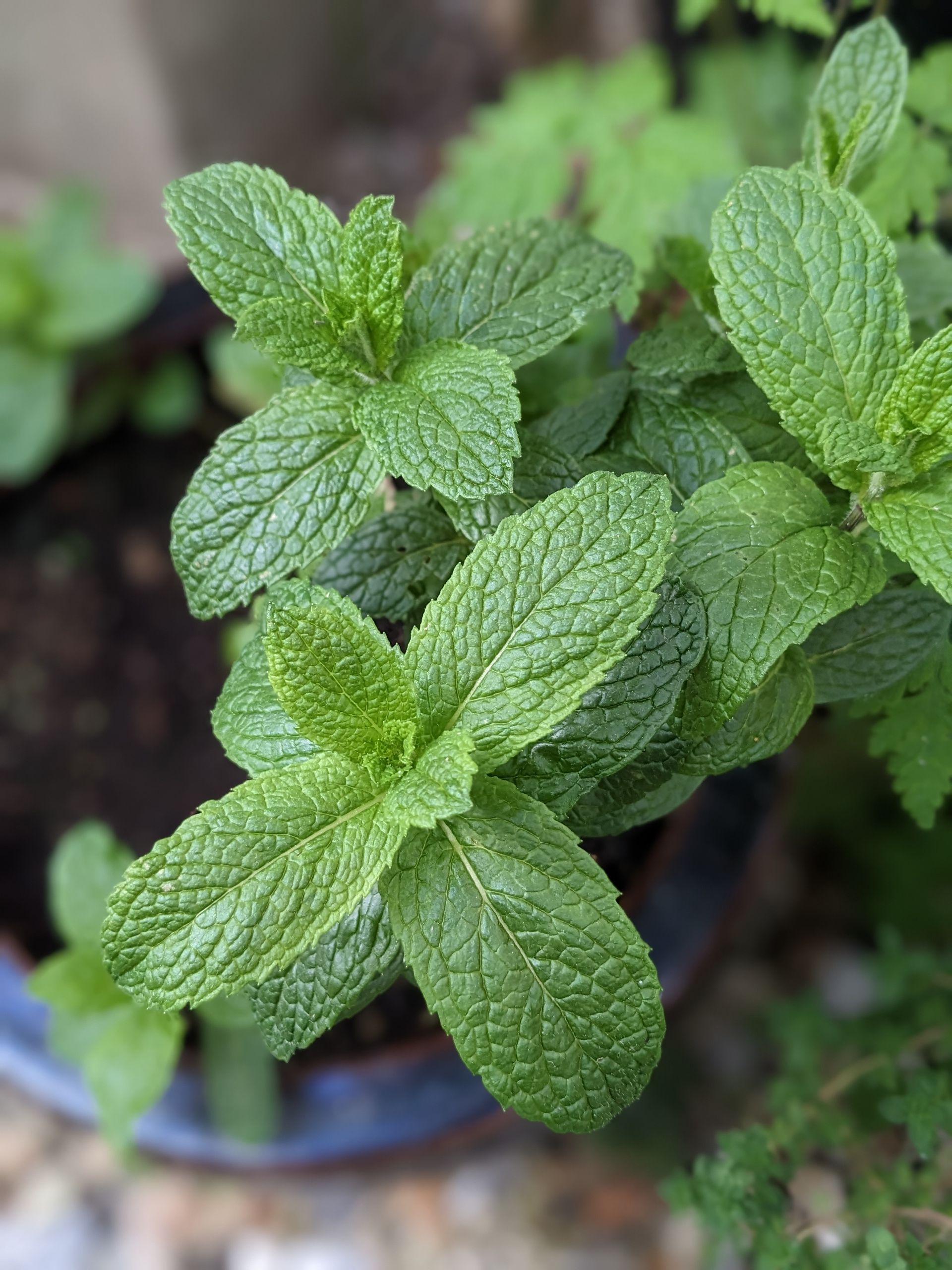 A Healing Herb (Mint) by Sue Cartwright, Spiral Leaf