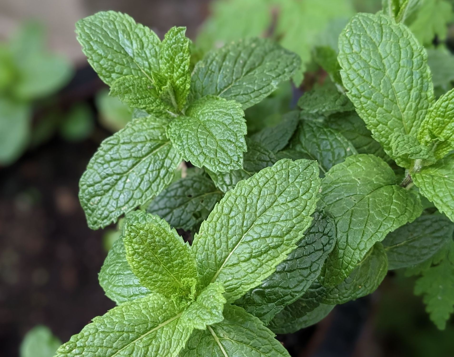 A Healing Herb (Mint) - Photograph by Sue Cartwright, Spiral Leaf