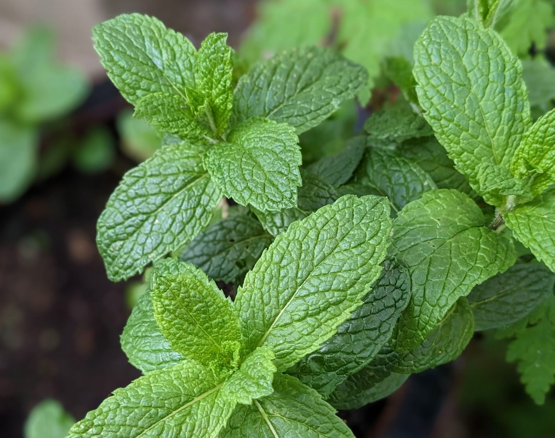 A Healing Herb (Mint) by Sue Cartwright, Spiral Leaf