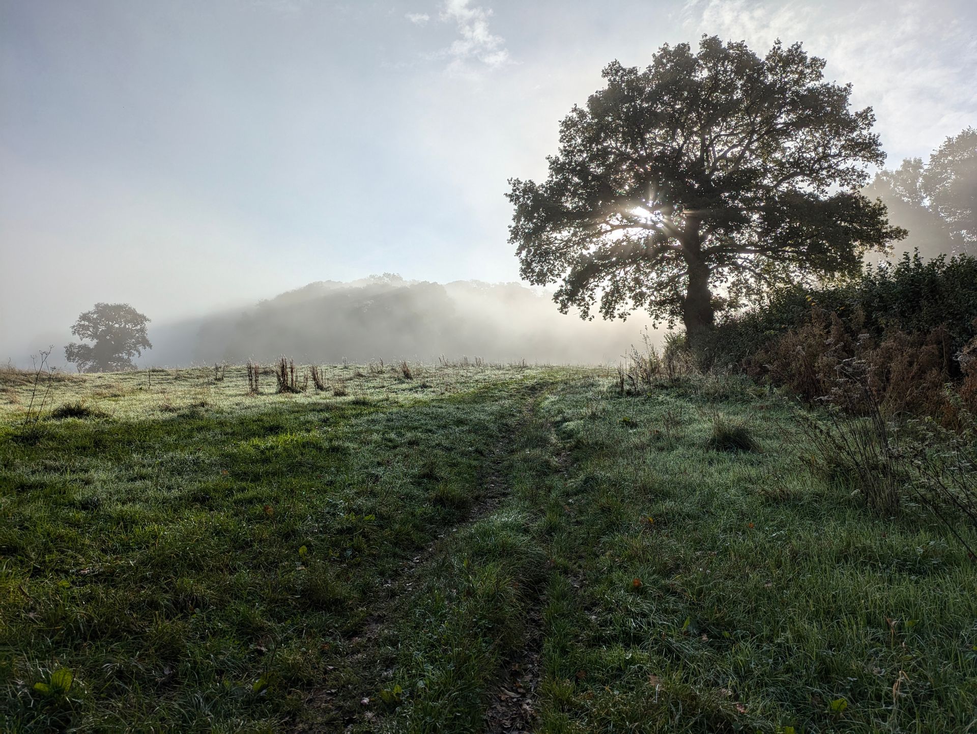 Misty Morning Gallery by Sue Cartwright, Spiral Leaf