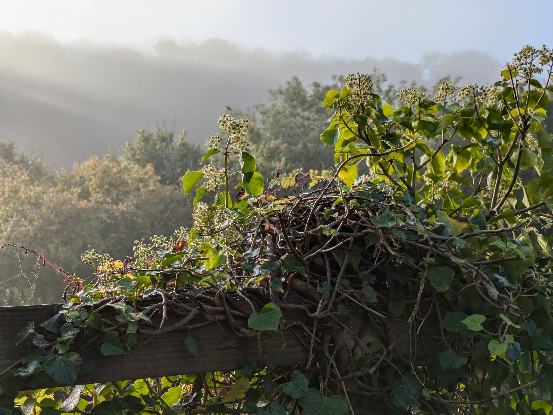Morning Mist Gallery - Photograph by Sue Cartwright, Spiral Leaf