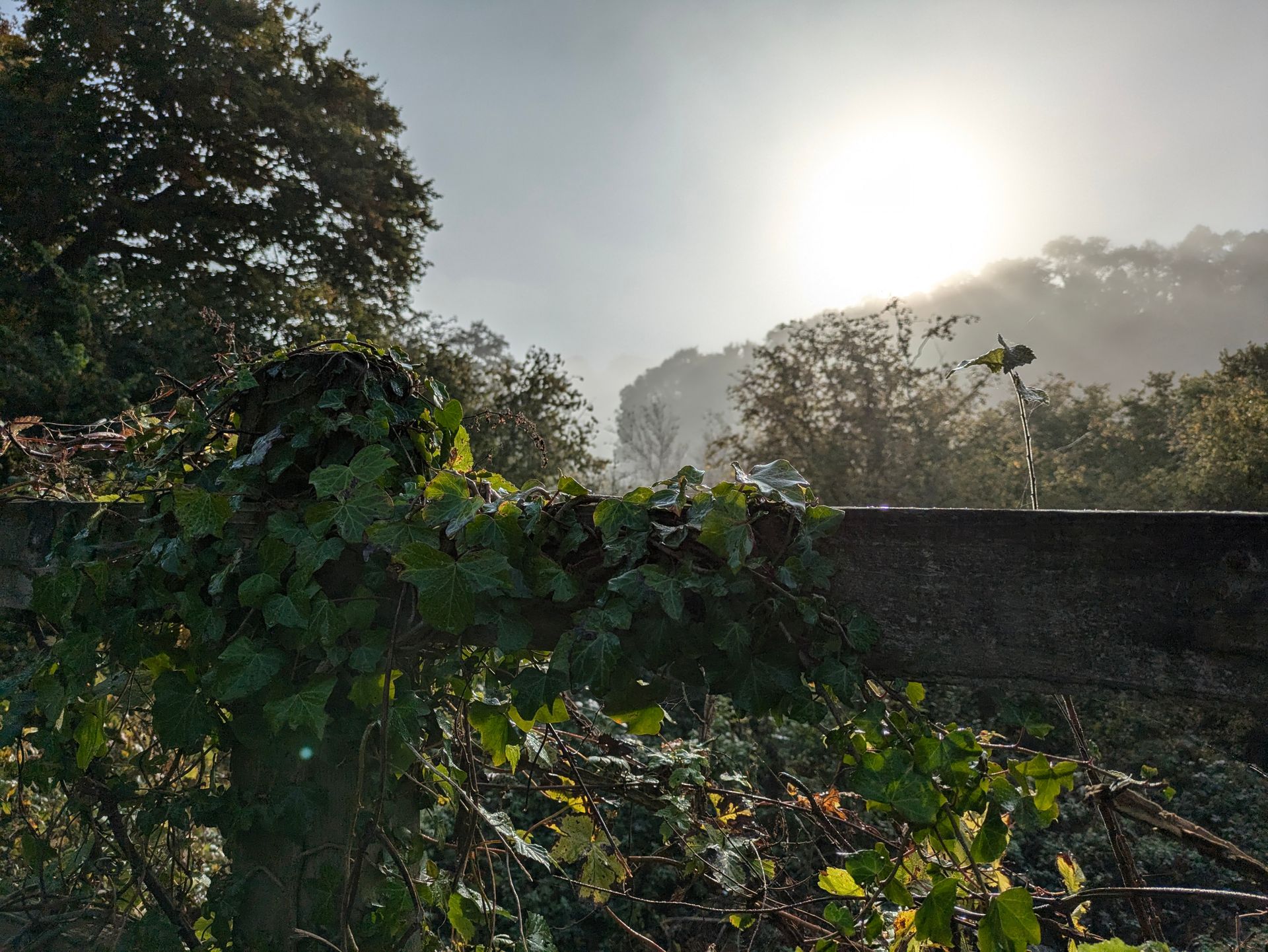 Morning Mist Gallery - Photograph by Sue Cartwright, Spiral Leaf