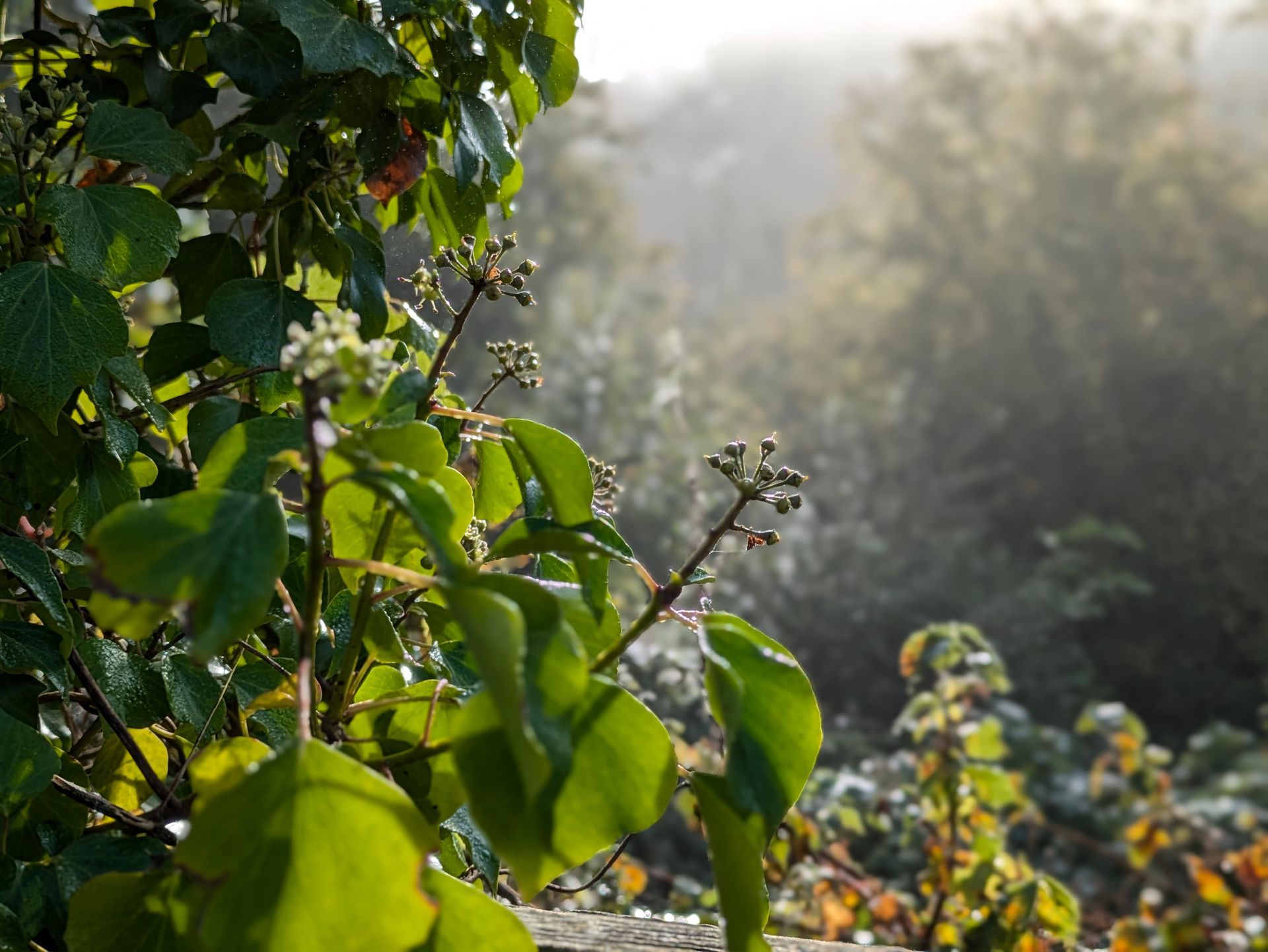 Morning Mist Gallery - Photograph by Sue Cartwright, Spiral Leaf