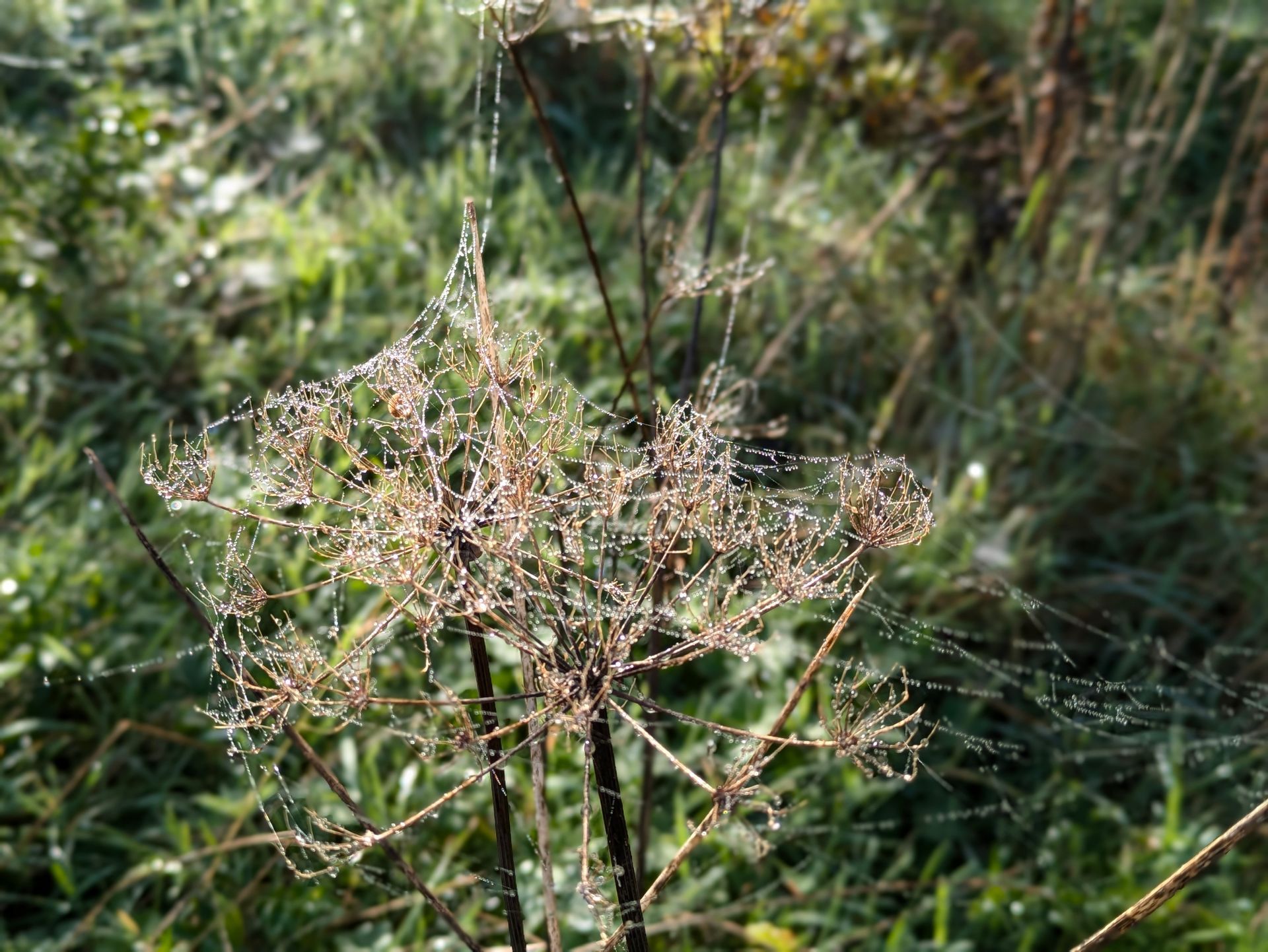 Morning Mist Gallery - Photograph by Sue Cartwright, Spiral Leaf