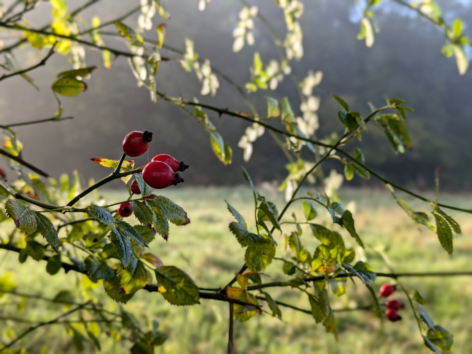 Morning Mist Gallery - Photograph by Sue Cartwright, Spiral Leaf