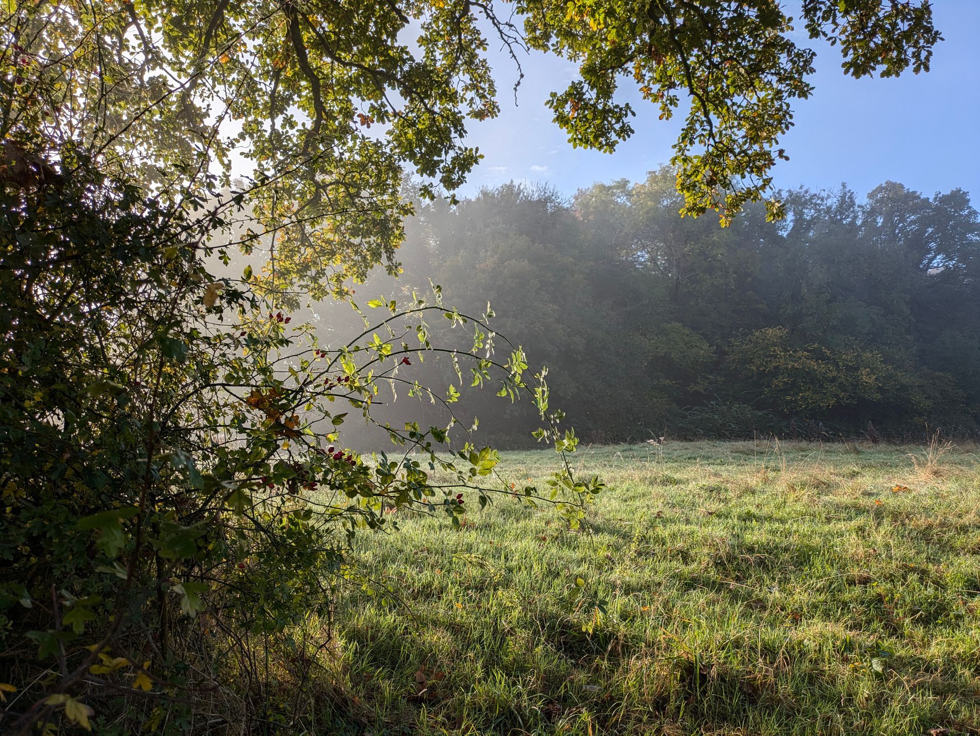Morning Mist Gallery - Photograph by Sue Cartwright, Spiral Leaf