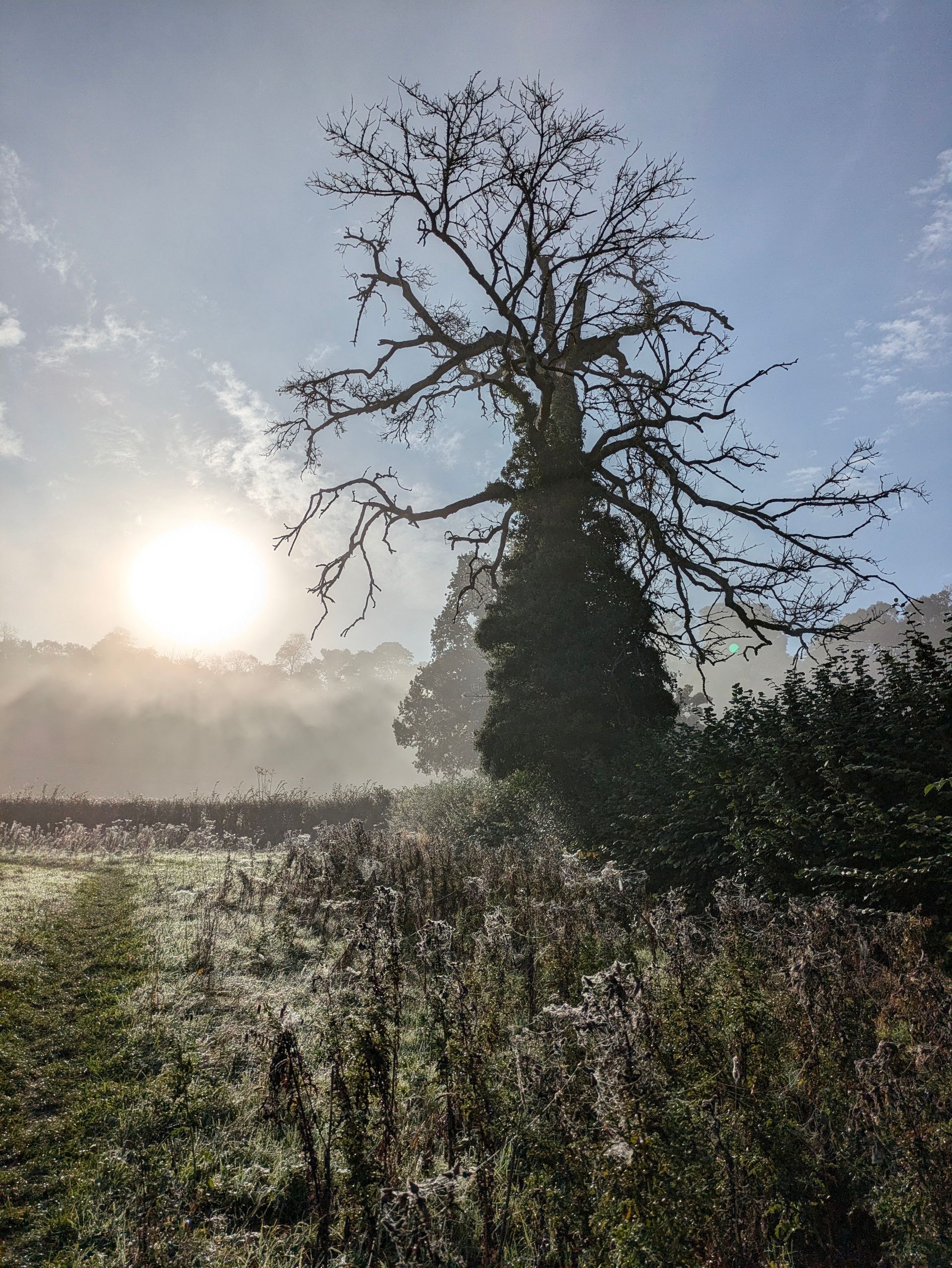 Morning Mist Gallery - Photograph by Sue Cartwright, Spiral Leaf