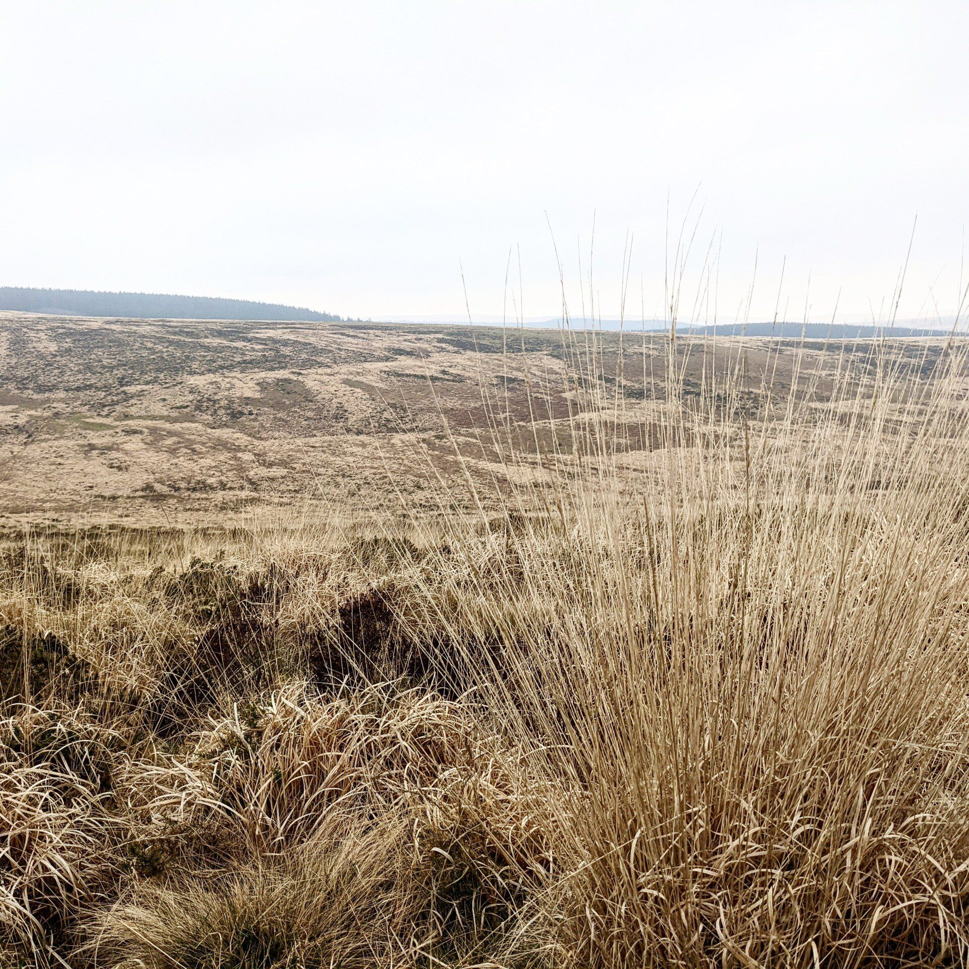 Out On The Moor by Sue Cartwright, Spiral Leaf